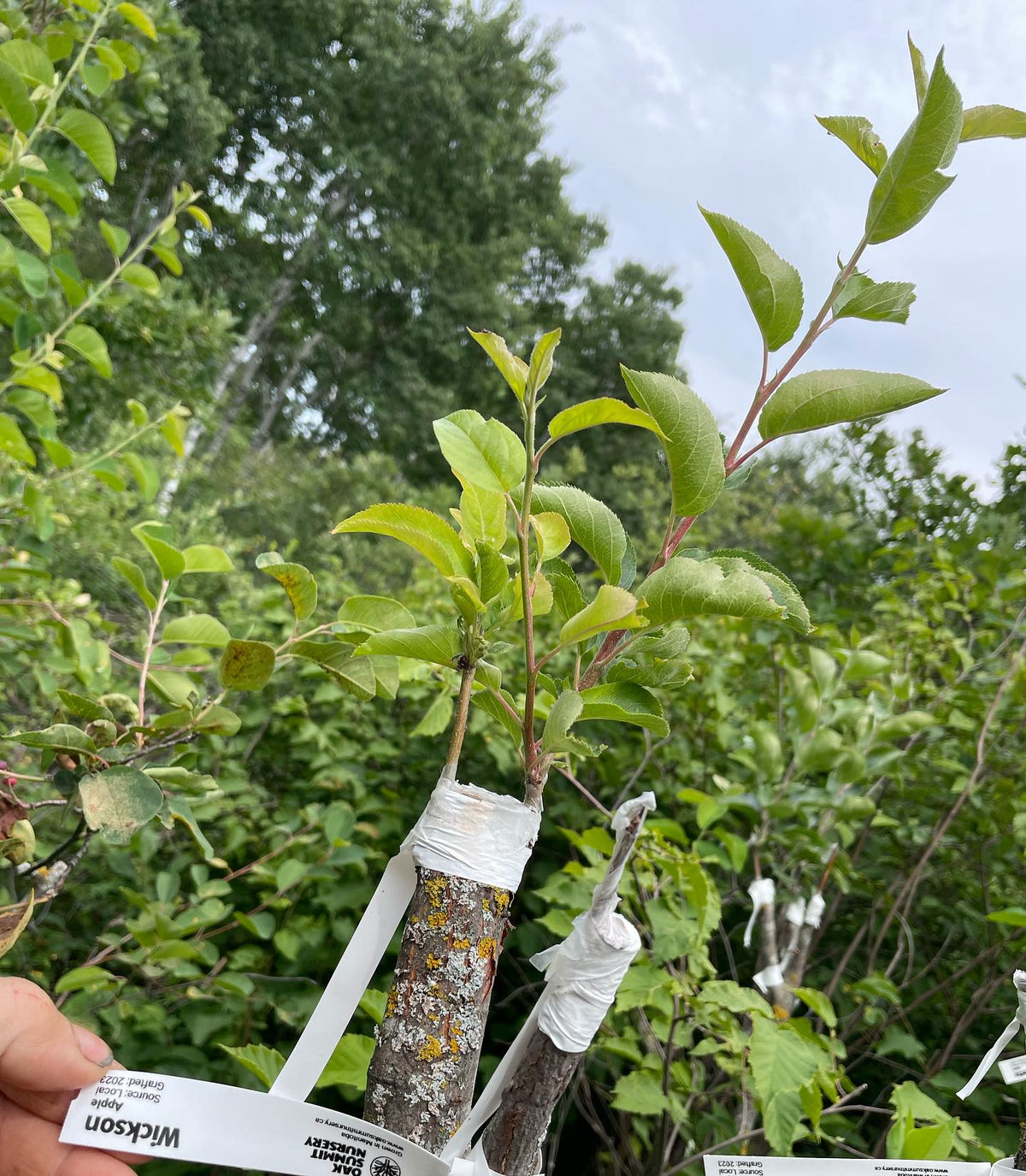 checking apple grafts top worked onto saskatoon this spring, image 3 of 4