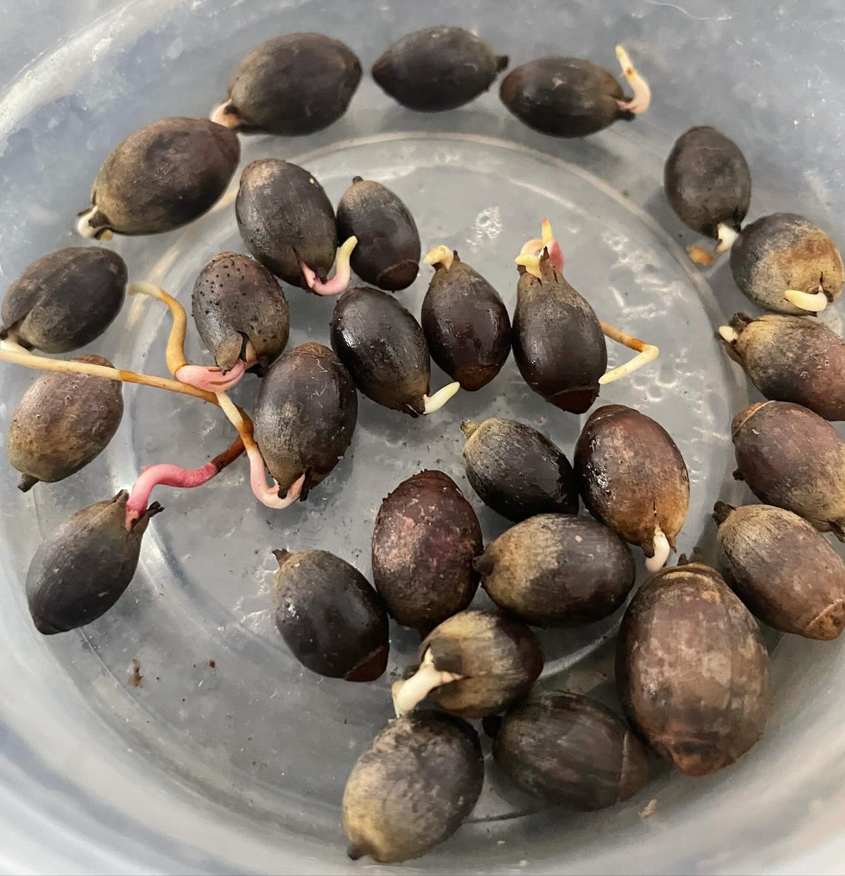 checking in on germination testing, after a few weeks most of the bur oak are waking up