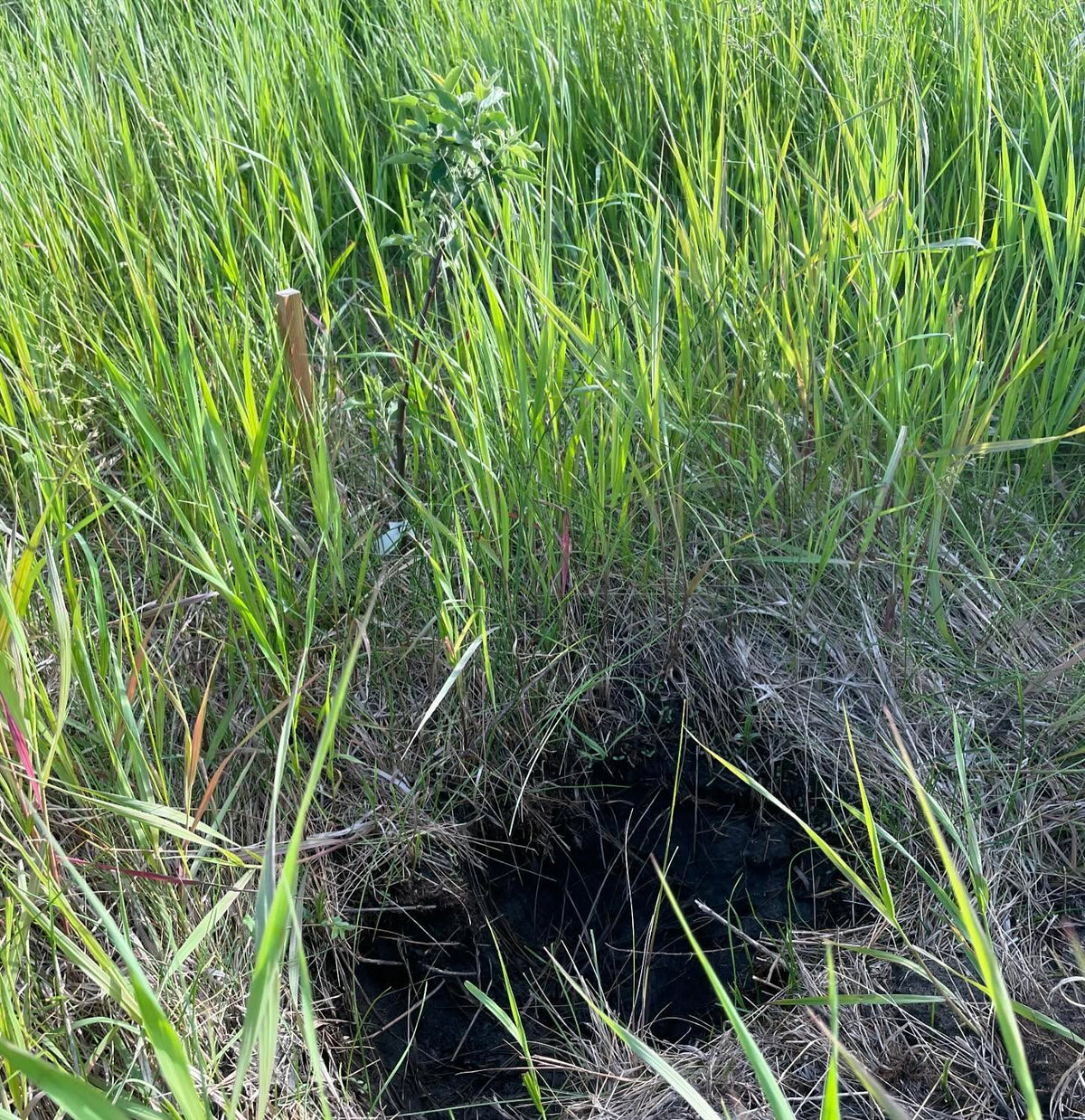 checking on field planted apples, this area had saturated soil this spring, image 1 of 2