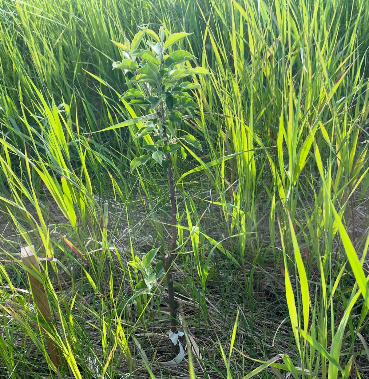 checking on field planted apples, this area had saturated soil this spring, image 2 of 2
