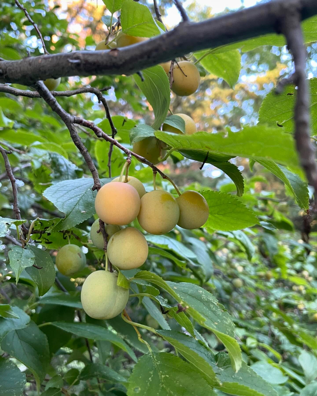 checking on plums, this tree was fully ripe by aug 20 last year, red and starting to drop, image 1 of 5