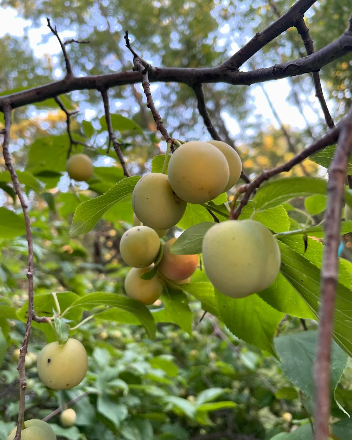 checking on plums, this tree was fully ripe by aug 20 last year, red and starting to drop, image 2 of 5
