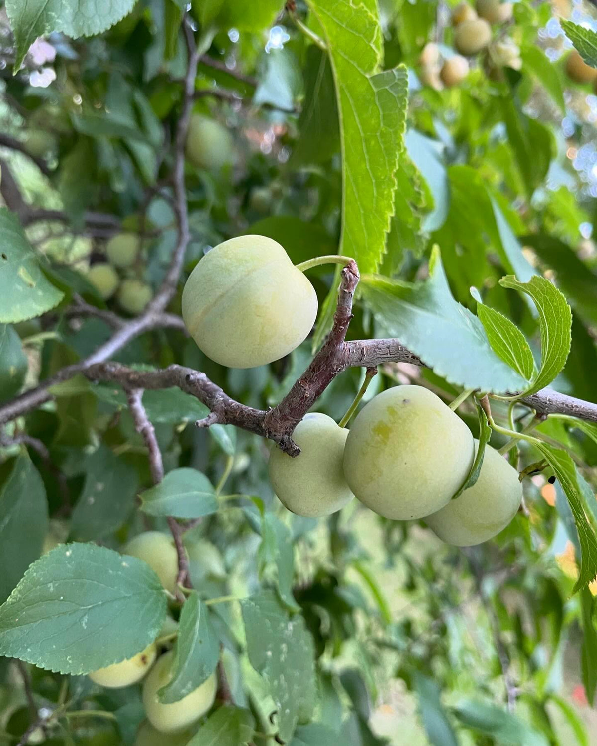 checking on plums, this tree was fully ripe by aug 20 last year, red and starting to drop, image 3 of 5