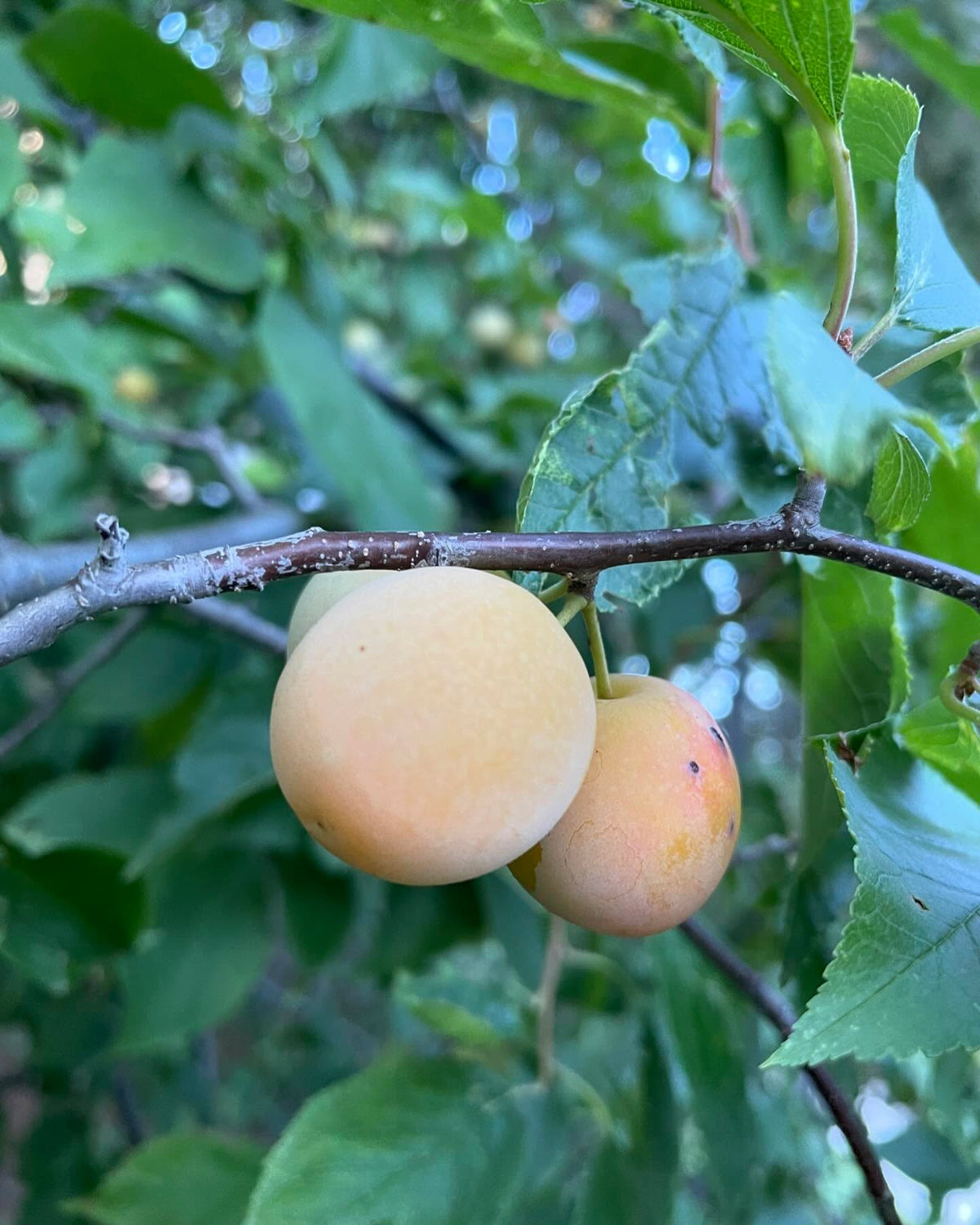 checking on plums, this tree was fully ripe by aug 20 last year, red and starting to drop, image 4 of 5