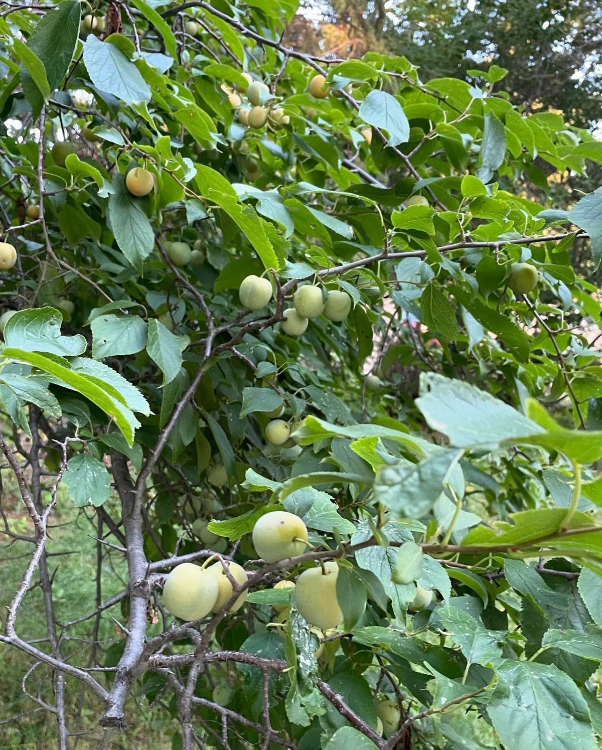 checking on plums, this tree was fully ripe by aug 20 last year, red and starting to drop, image 5 of 5