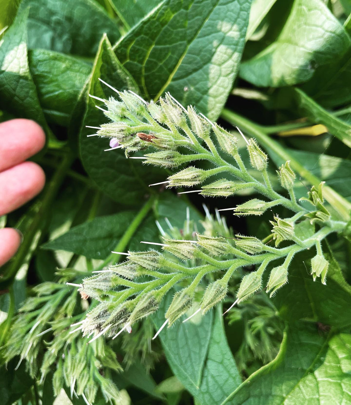 checking on some comfrey flowers, i think they bloom from the bottom up so if these were bagged now most of the flowers