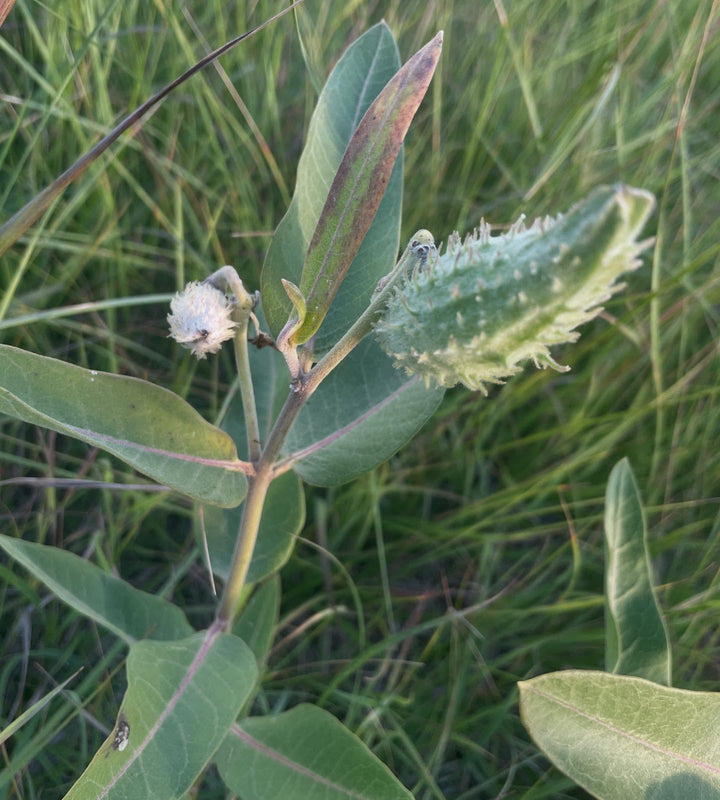 checking on some milkweed, as soon as the pods start to brown and come open it's time to collect them, image 1 of 2