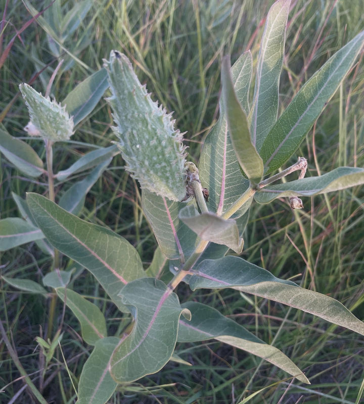 checking on some milkweed, as soon as the pods start to brown and come open it's time to collect them, image 2 of 2