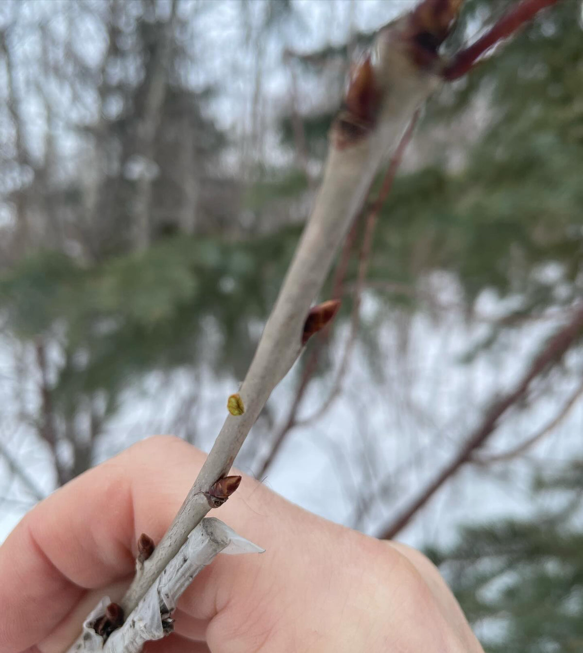 checking on sweet cherry grafted onto pin cherry, has anyone else tried this, image 1 of 3