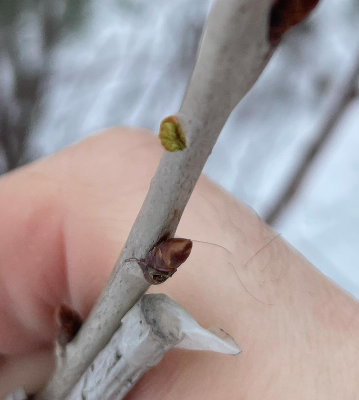 checking on sweet cherry grafted onto pin cherry, has anyone else tried this, image 2 of 3