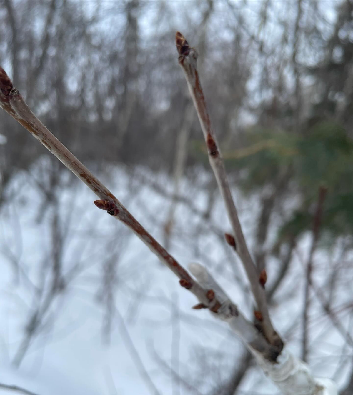 checking on sweet cherry grafted onto pin cherry, has anyone else tried this, image 3 of 3