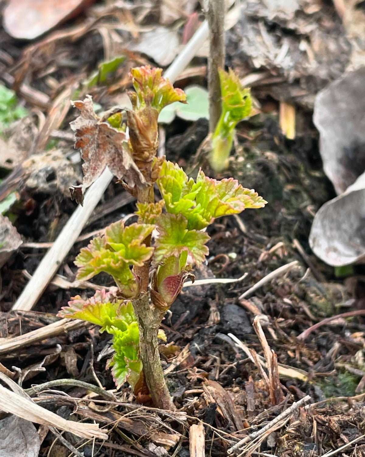 checking some nursery beds we have currants and gooseberries leafing out, and you can see my row tags to keep, image 1 of 7