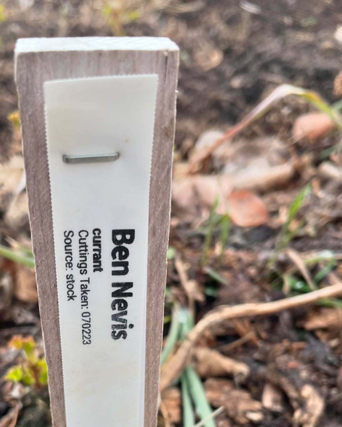 checking some nursery beds we have currants and gooseberries leafing out, and you can see my row tags to keep, image 2 of 7