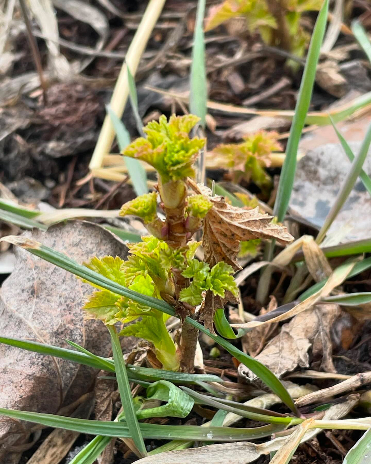 checking some nursery beds we have currants and gooseberries leafing out, and you can see my row tags to keep, image 3 of 7