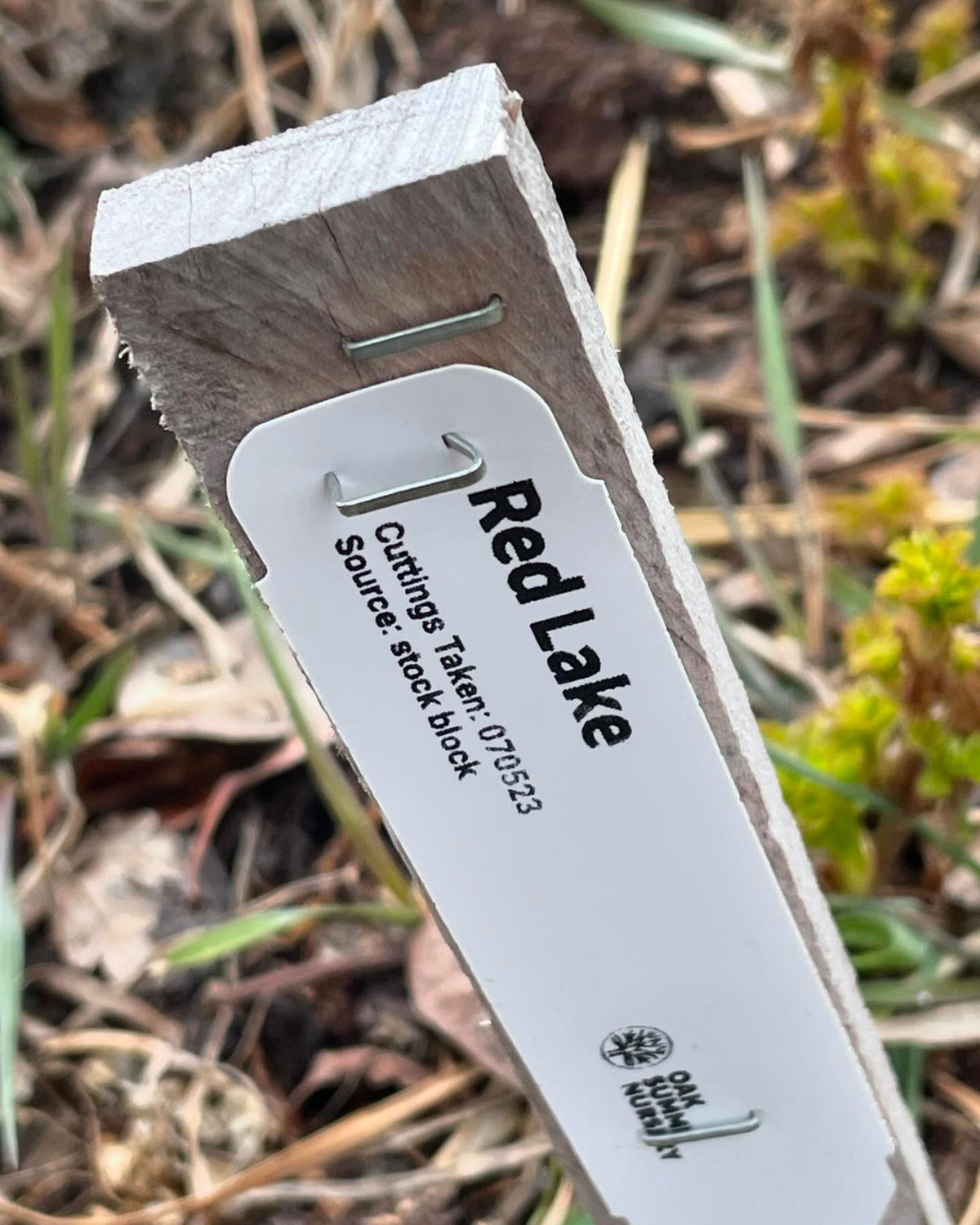 checking some nursery beds we have currants and gooseberries leafing out, and you can see my row tags to keep, image 4 of 7