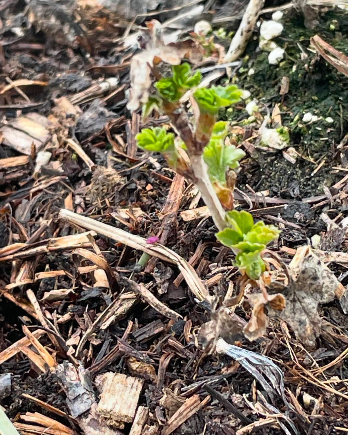 checking some nursery beds we have currants and gooseberries leafing out, and you can see my row tags to keep, image 5 of 7