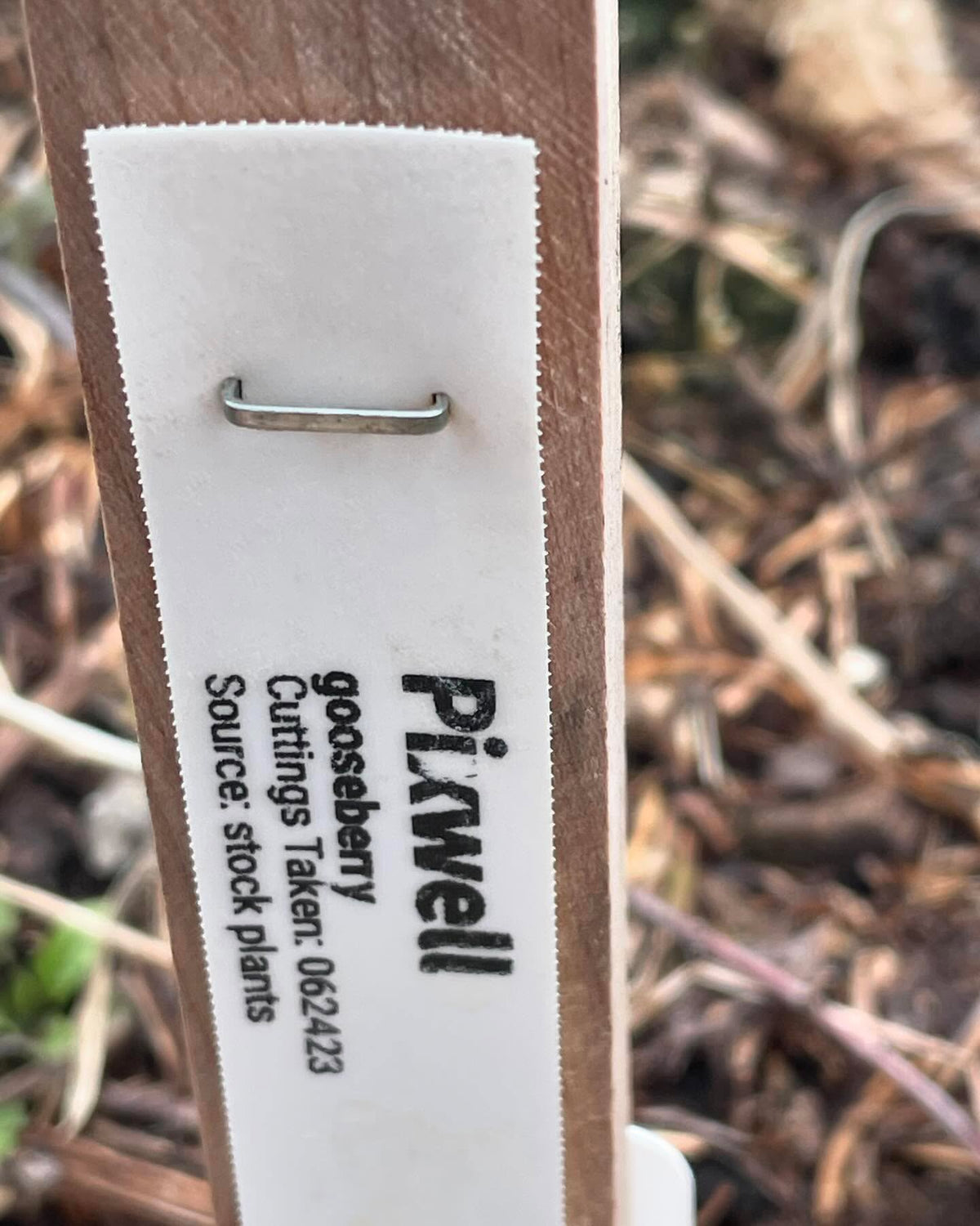 checking some nursery beds we have currants and gooseberries leafing out, and you can see my row tags to keep, image 6 of 7