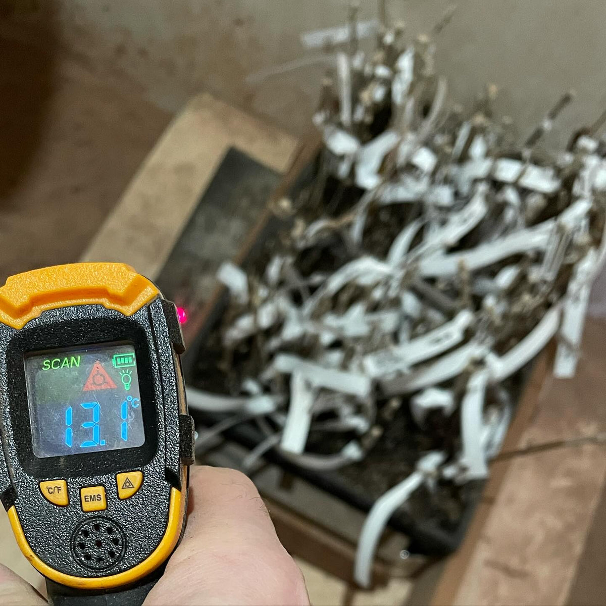 checking temperature in this unheated room hosting hardwood cuttings, image 2 of 2