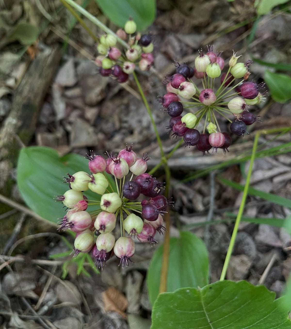 checking the wild sarsaparilla seeds, just starting to ripen, image 1 of 3