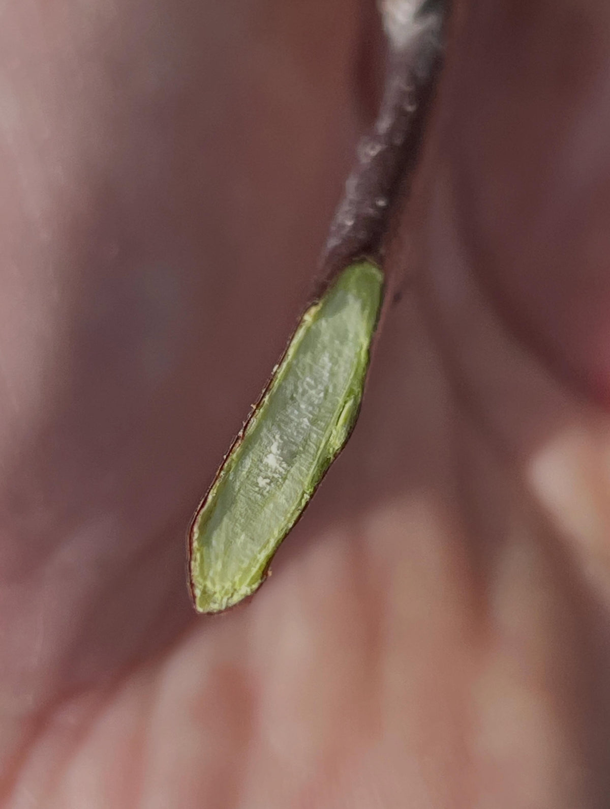 checking to see if these apples which are late breaking dormancy are in good health, a quick check that's useful, image 1 of 2