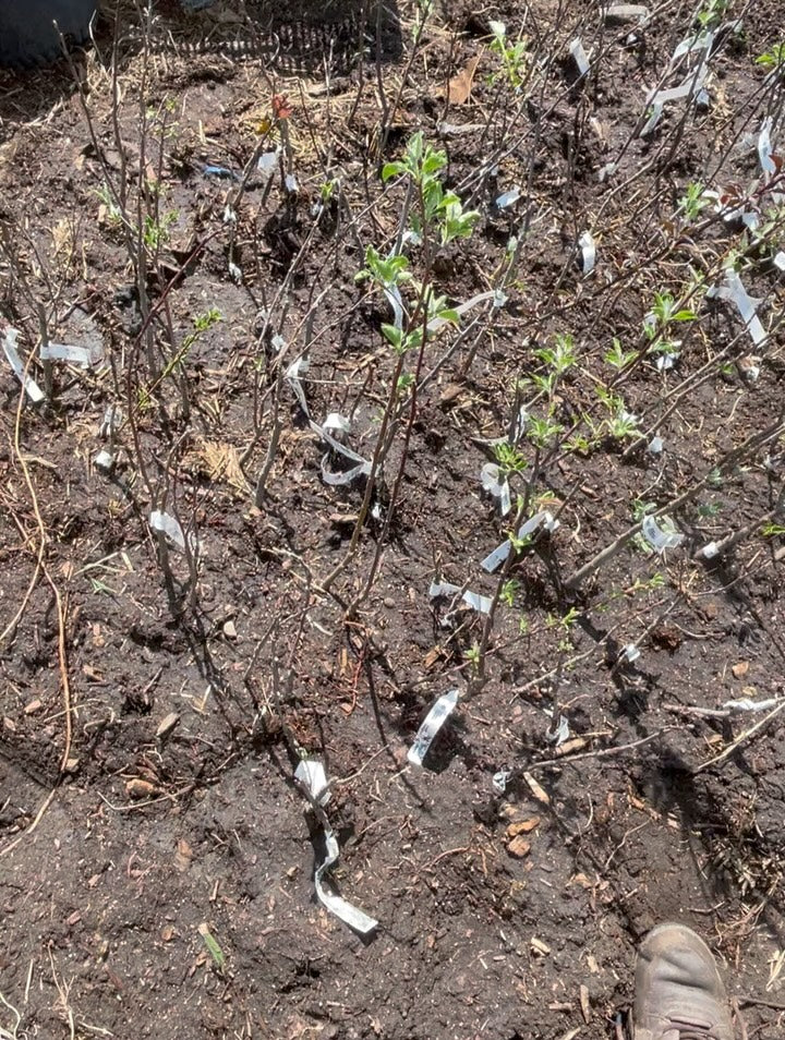 checking to see if these apples which are late breaking dormancy are in good health, a quick check that's useful, image 2 of 2