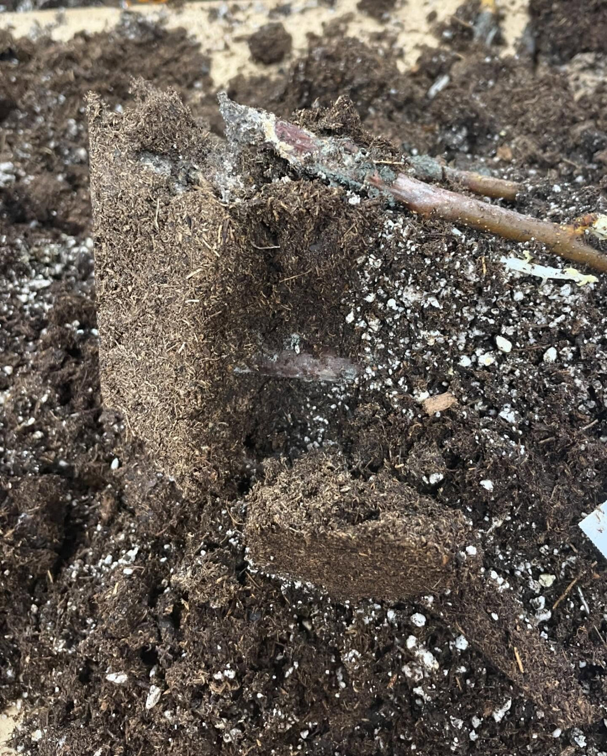 checking up on our hardwood cuttings, too hot on those unregulated heat mats, image 2 of 4