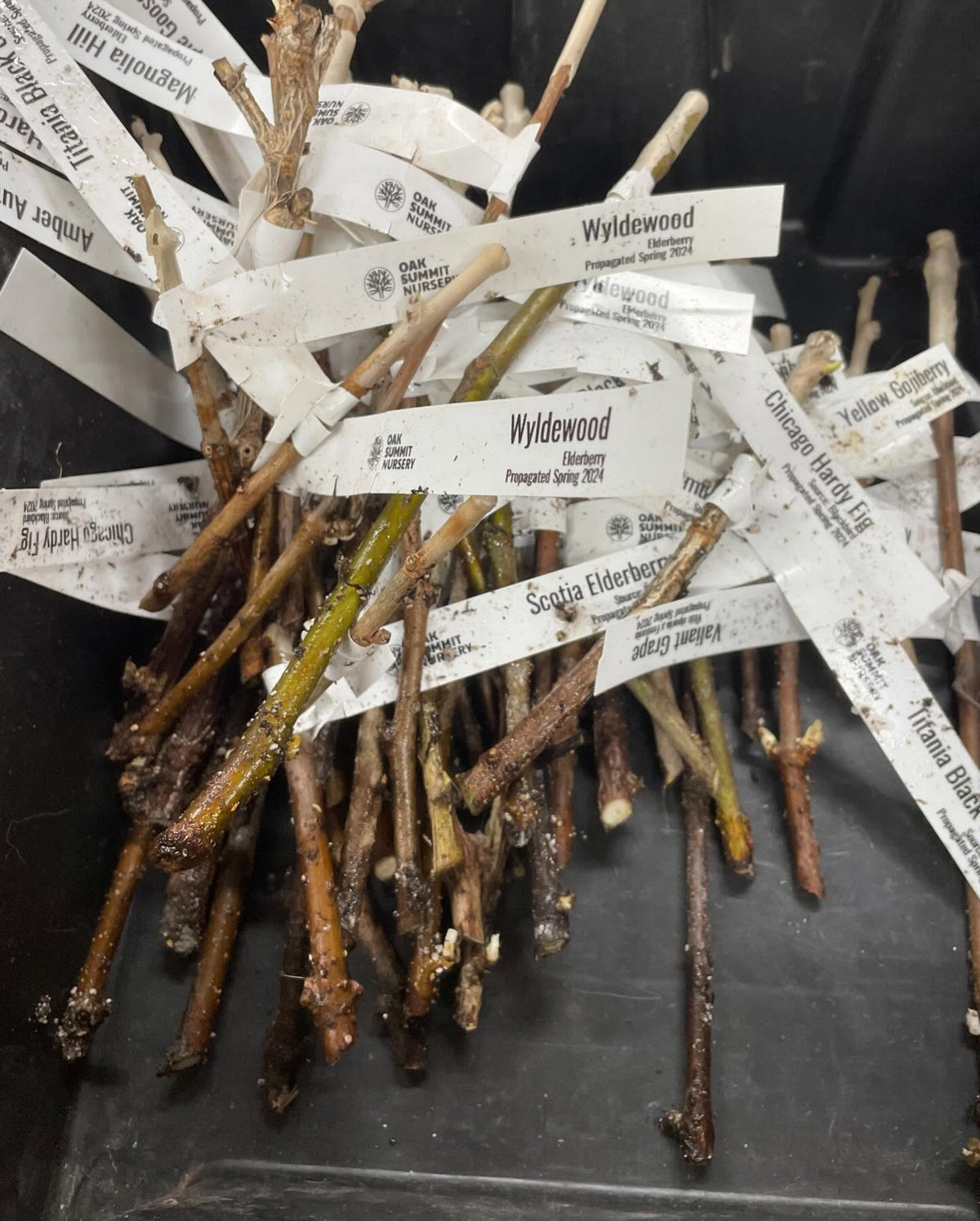 checking up on our hardwood cuttings, too hot on those unregulated heat mats, image 3 of 4
