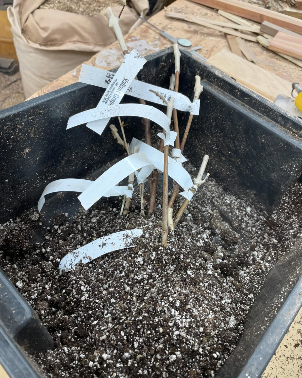 checking up on our hardwood cuttings, too hot on those unregulated heat mats, image 4 of 4
