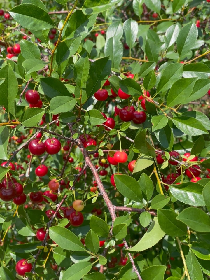 cherries, these are a collection of the hybrid sour cherries that we can grow on the Canadian prairies, image 1 of 6