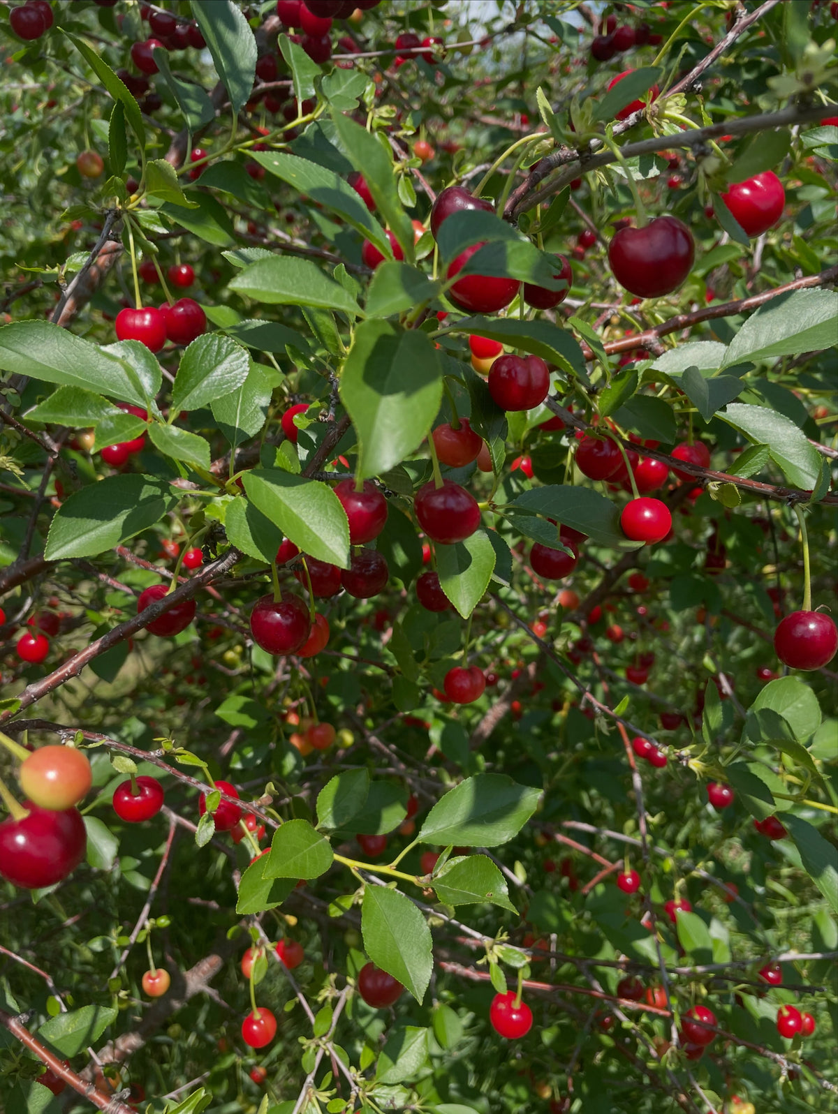 cherries, these are a collection of the hybrid sour cherries that we can grow on the Canadian prairies, image 2 of 6