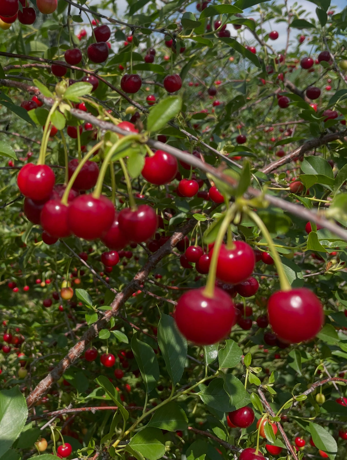 cherries, these are a collection of the hybrid sour cherries that we can grow on the Canadian prairies, image 3 of 6