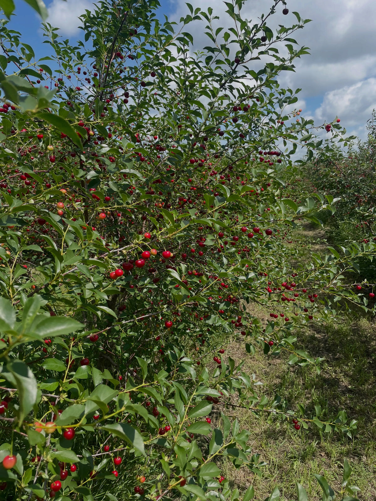 cherries, these are a collection of the hybrid sour cherries that we can grow on the Canadian prairies, image 4 of 6