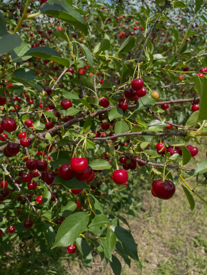 cherries, these are a collection of the hybrid sour cherries that we can grow on the Canadian prairies, image 5 of 6