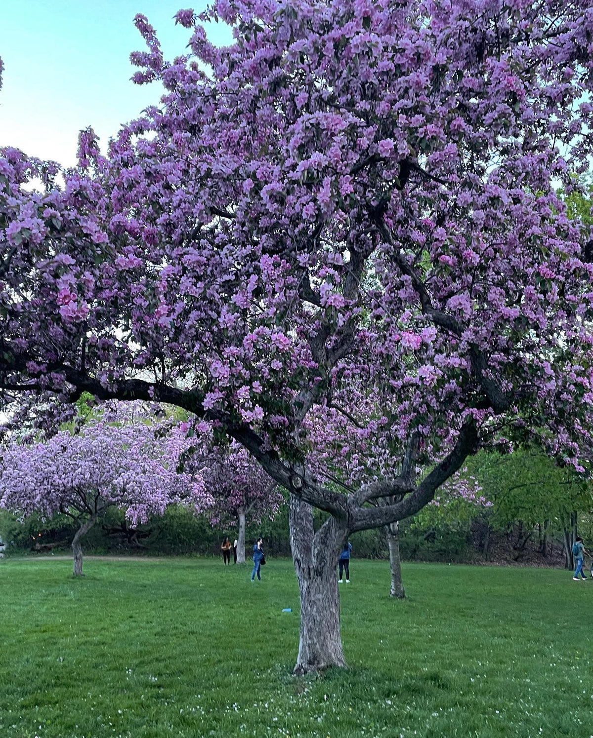 Cherry blossoms at #highpark #highparktoronto #highparkcherryblossoms, image 2 of 3
