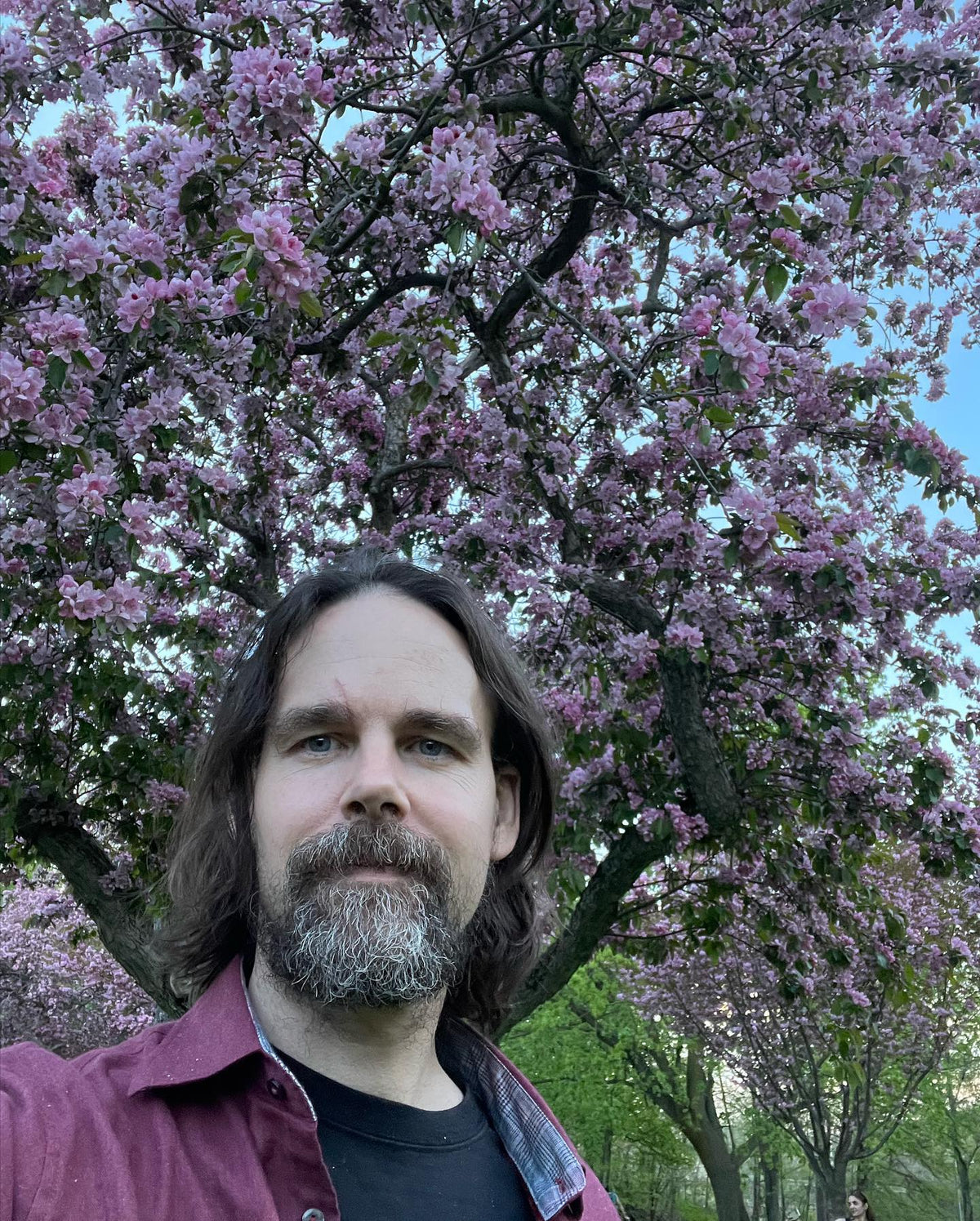Cherry blossoms at #highpark #highparktoronto #highparkcherryblossoms, image 3 of 3