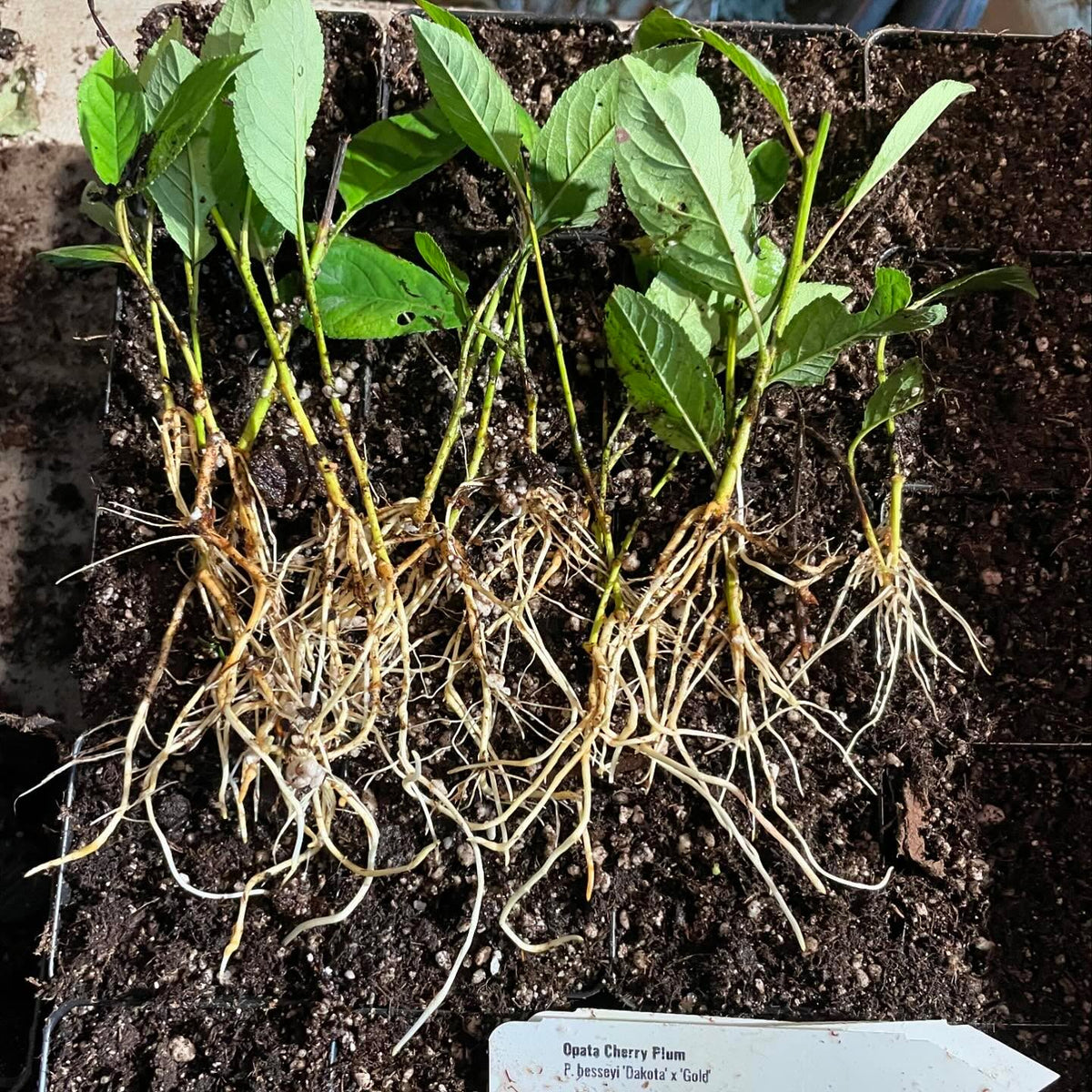 cherry plum cultivar new oka, well rooted after a month