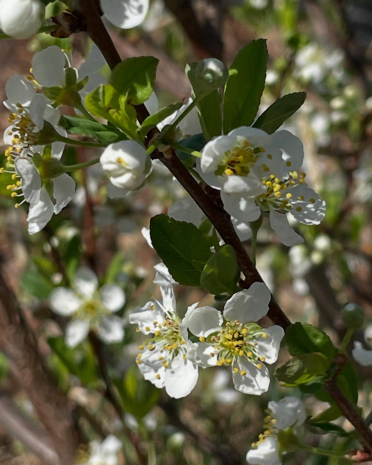 cherry plum flowers, image 1 of 5
