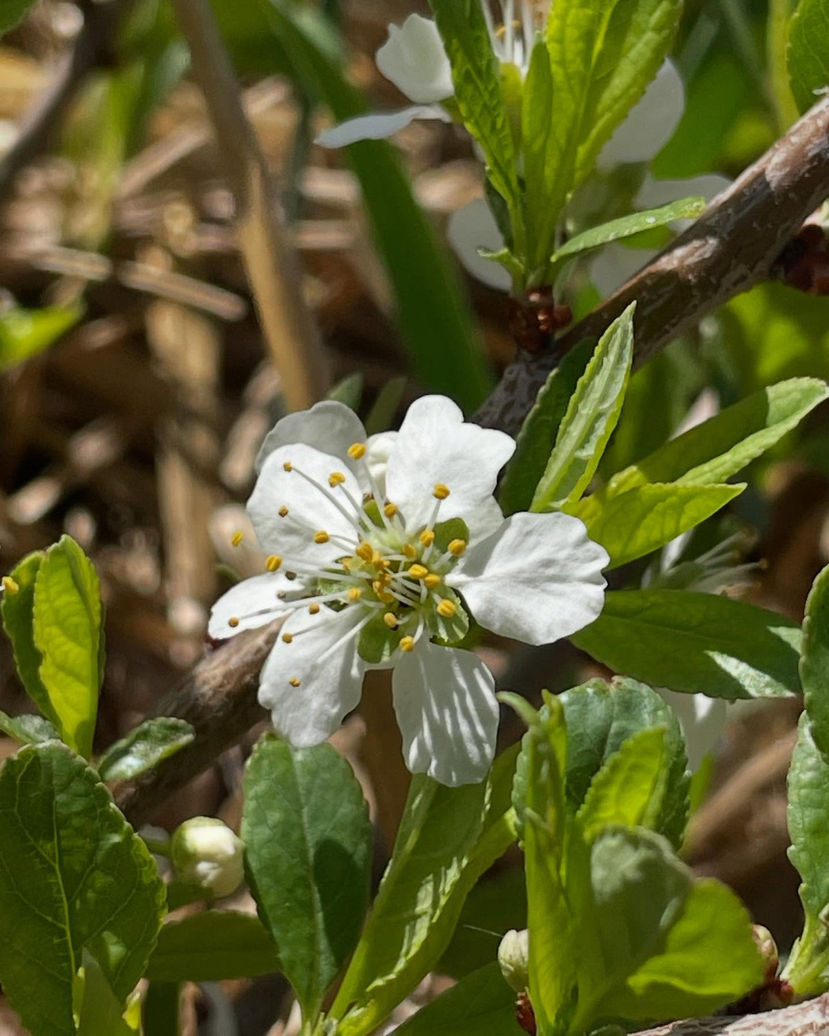 cherry plum flowers, image 2 of 5