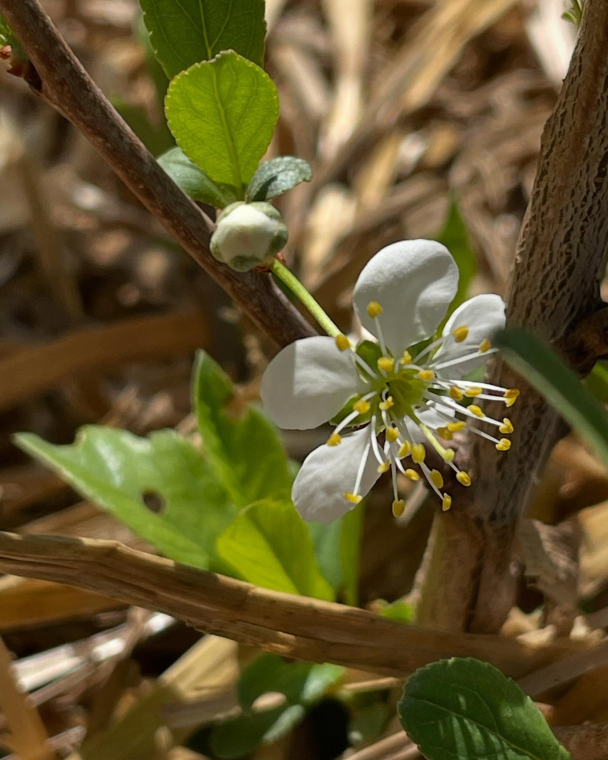 cherry plum flowers, image 3 of 5