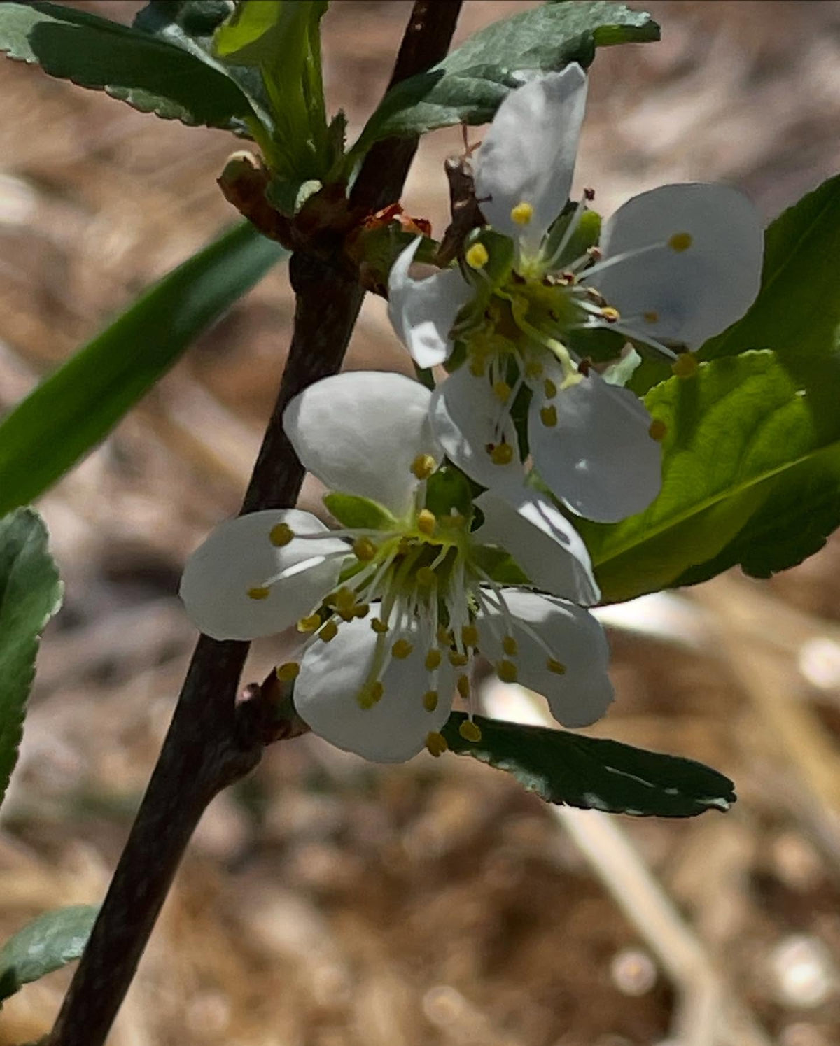 cherry plum flowers, image 4 of 5
