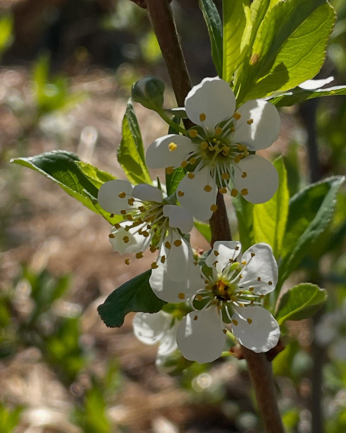 cherry plum flowers, image 5 of 5