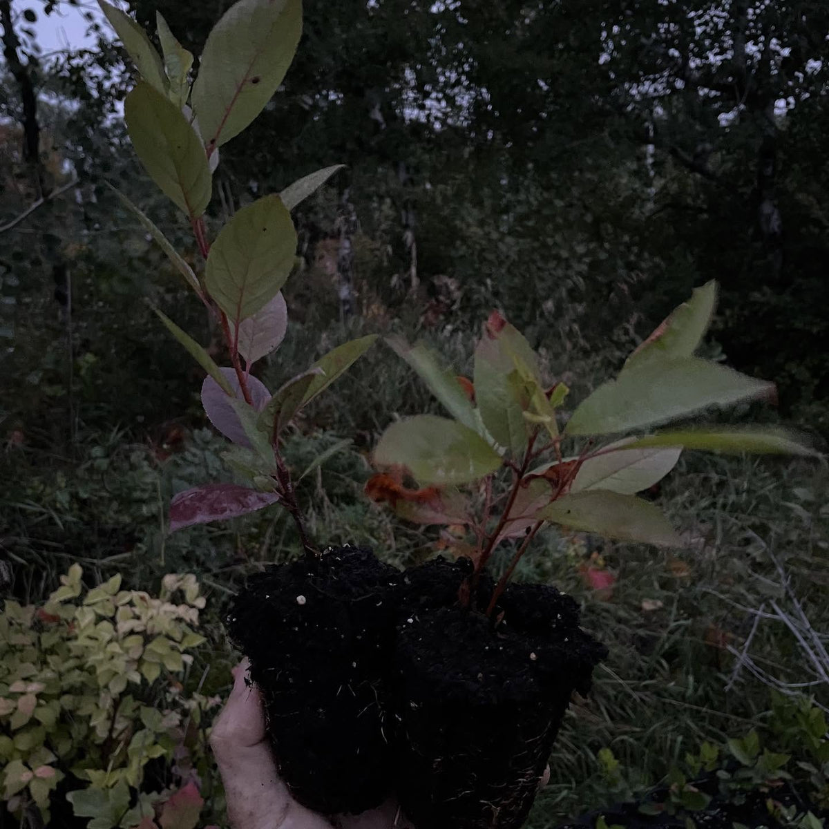 cherry plums, image 3 of 5