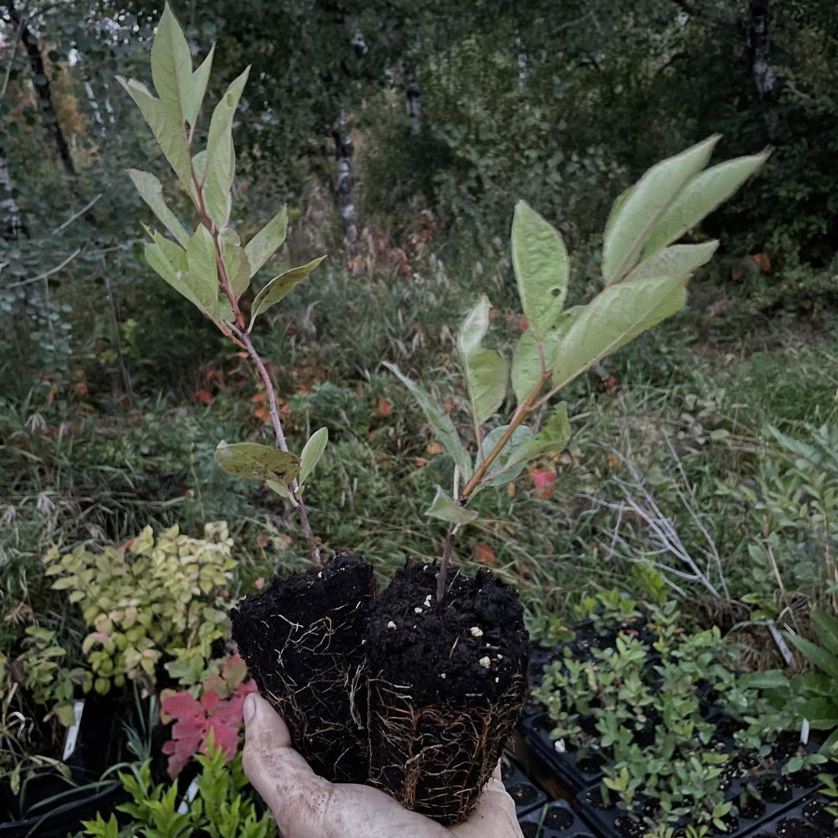 cherry plums, image 4 of 5