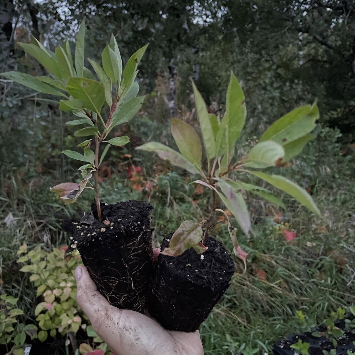 cherry plums, image 5 of 5