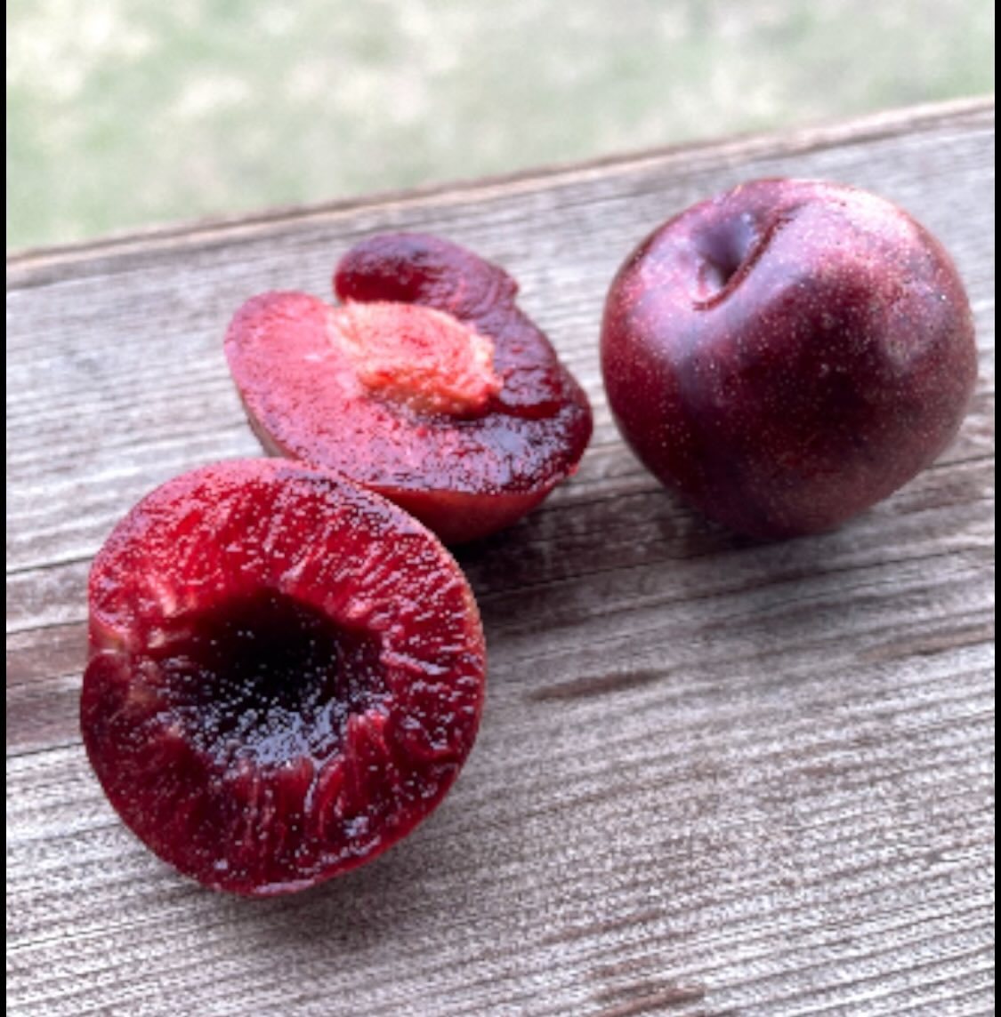 cherry plums are a hybrid plum that grow as a bush, some of them introduced 100 years ago, and a few of the newer ones, image 1 of 6