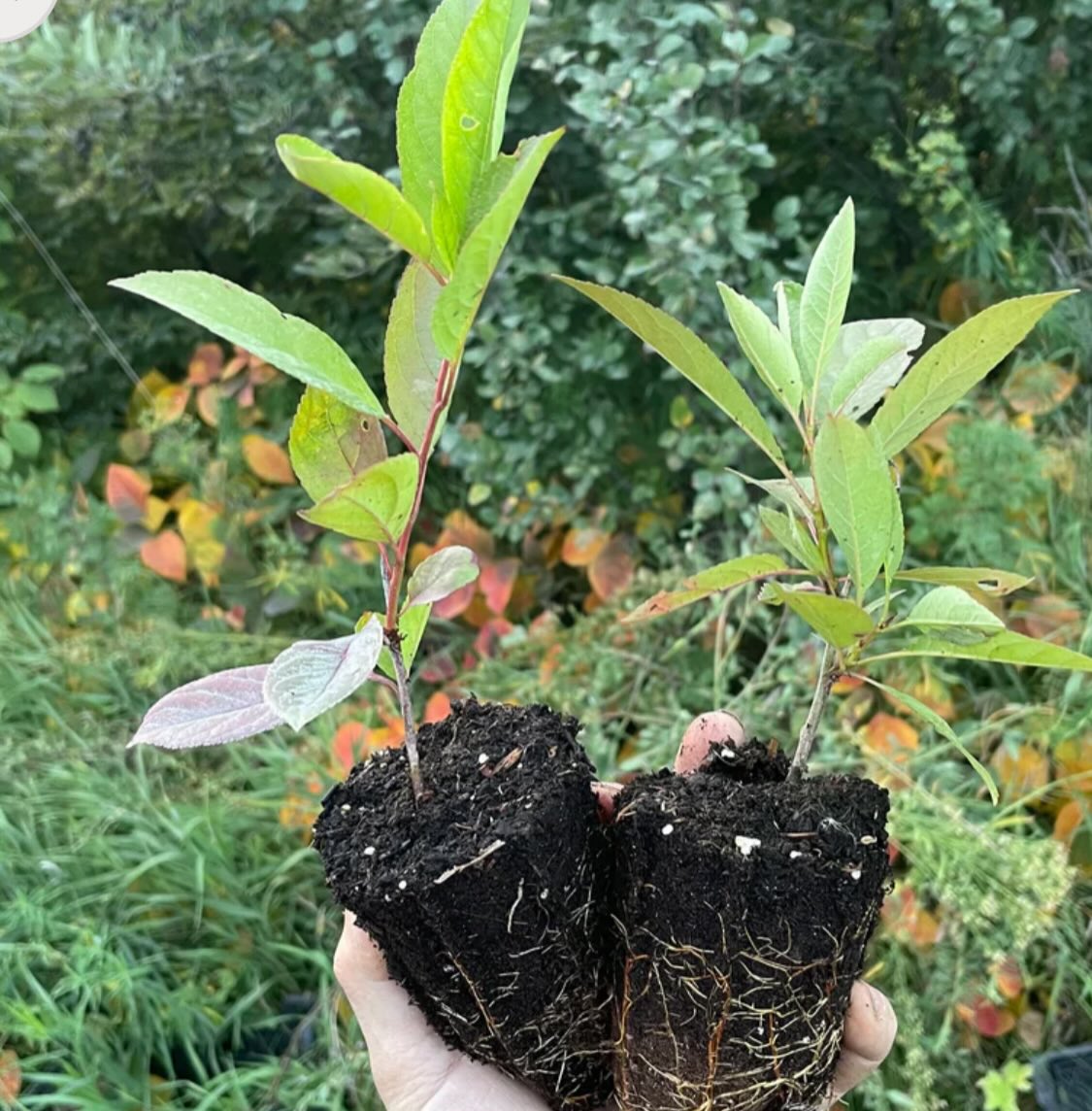 cherry plums are a hybrid plum that grow as a bush, some of them introduced 100 years ago, and a few of the newer ones, image 2 of 6