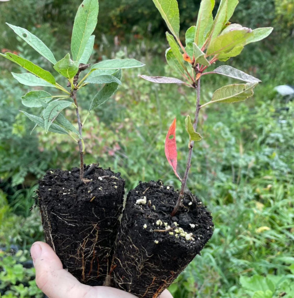 cherry plums are a hybrid plum that grow as a bush, some of them introduced 100 years ago, and a few of the newer ones, image 4 of 6
