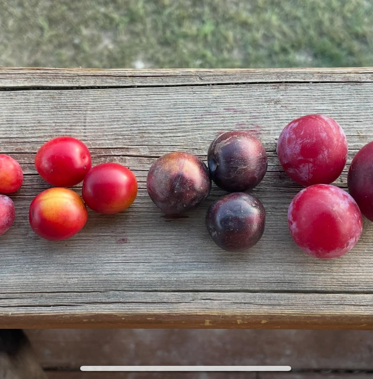 cherry plums are a hybrid plum that grow as a bush, some of them introduced 100 years ago, and a few of the newer ones, image 5 of 6