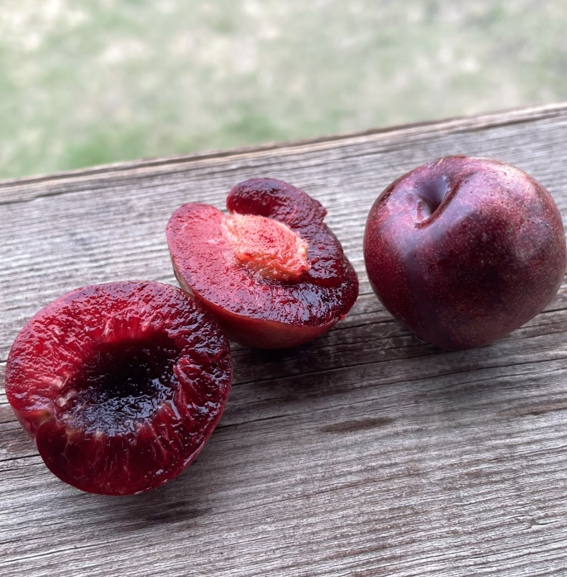 cherry plums are a hybrid plum that grow as a bush, some of them introduced 100 years ago, and a few of the newer ones, image 6 of 6