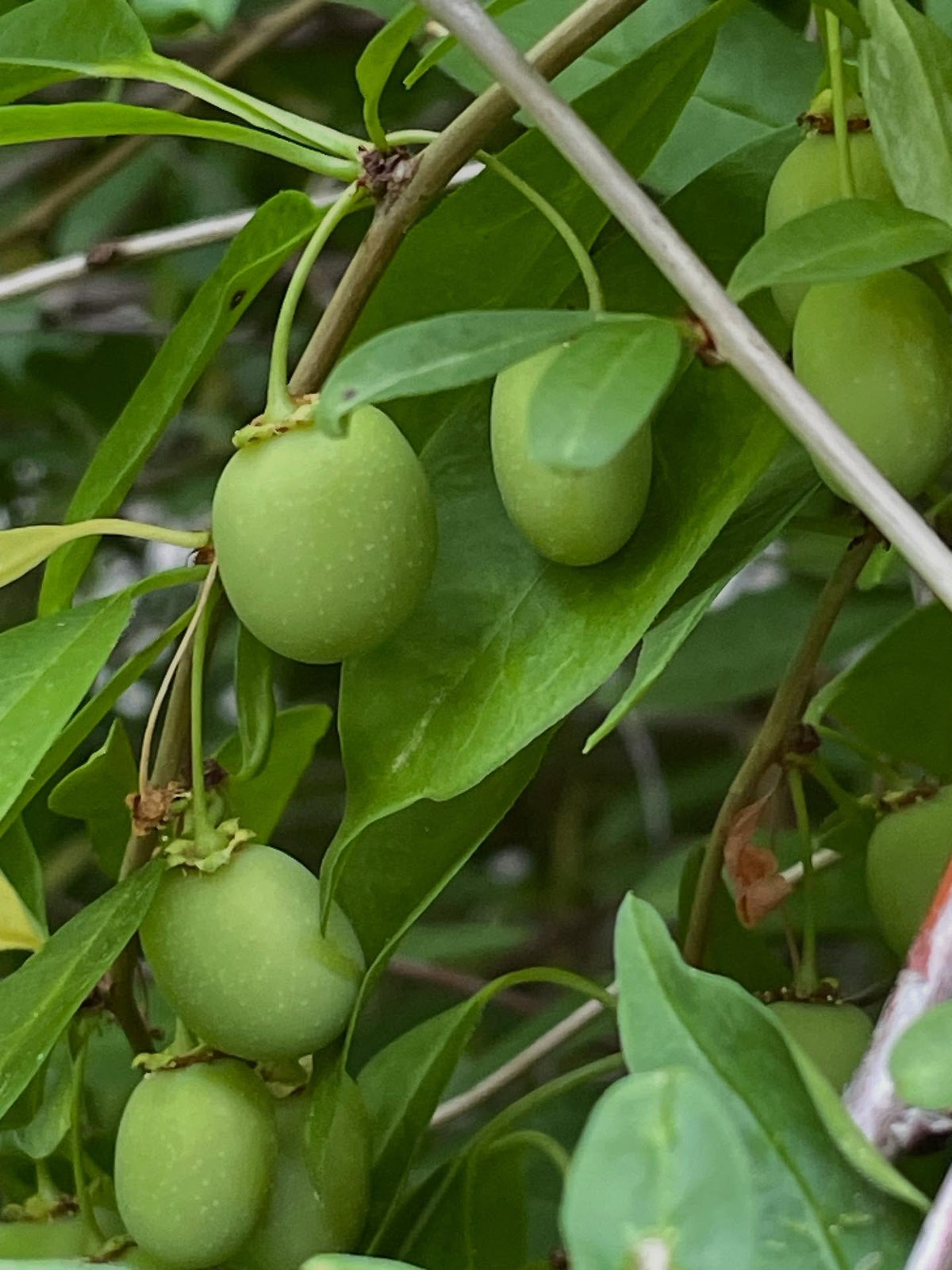 cherry prinsepia bush, Prinsepia sinensis an unusual shrub with tiny hooked thorns hidden in the branches, and a sour, image 1 of 3